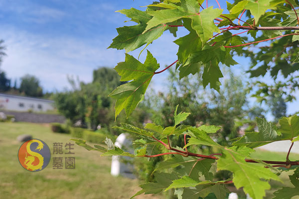 沈阳公墓：辽河岸边，依山傍水，幽静之地寄哀思