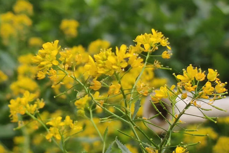 沈阳龙生墓园温馨提示：今年三伏不一般，不论男女老少都要这样做！