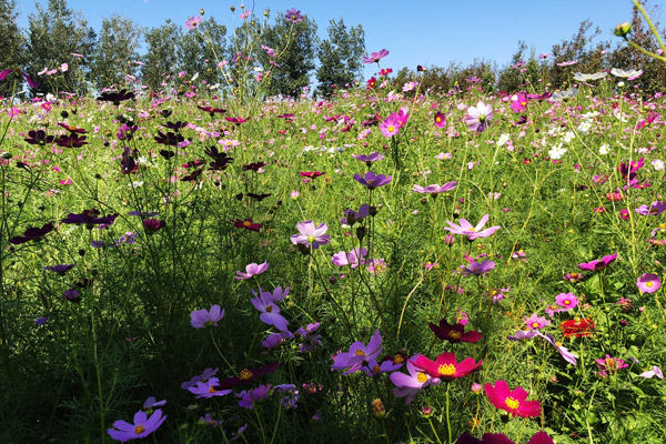 为什么要去沈阳墓地扫墓？