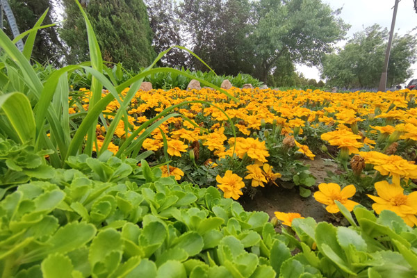 国家提倡生态葬吗？常见的沈阳墓园生态葬有哪几种？