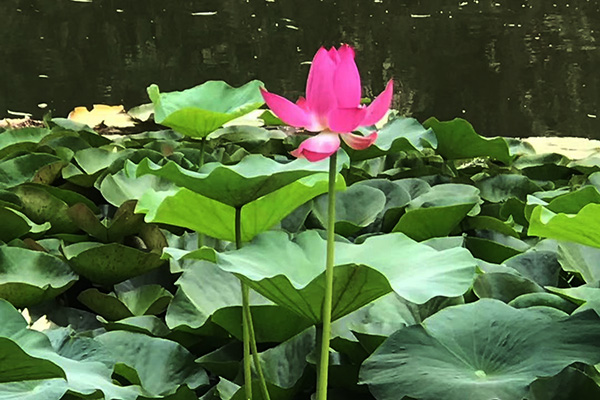 沈阳墓园墓地选择生命纪念园