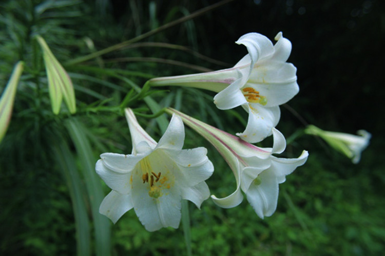 龙生公墓园是城市中的花园公墓，那么影响沈阳墓地价格主观因素有哪些？